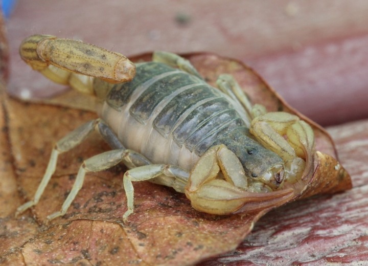 Northwest Forest Scorpion